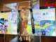 Il Trofeo ufficiale delle Nitto ATP Finals (foto da La voce di Asti) Il Trofeo ufficiale delle Nitto ATP Finals (foto da La voce di Asti)