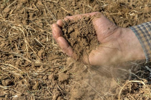 Siccità, Confagricoltura Cuneo: “Non è più un’emergenza, ma una criticità strutturale per l’intero comparto agricolo” Siccità, Confagricoltura Cuneo: “Non è più un’emergenza, ma una criticità strutturale per l’intero comparto agricolo”