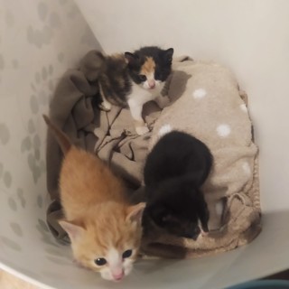 I tre gattini di poche settimane abbandonati in una scatola a Paesana
