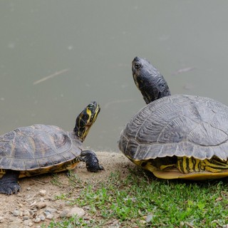 Le tartarughe sono simbolo della lentezza per eccellenza (foto di Enrico Ruggeri)