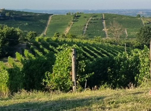 L'estate del turismo di prossimità in Langa, Roero e Monferrato per un ritorno alle radici L'estate del turismo di prossimità in Langa, Roero e Monferrato per un ritorno alle radici