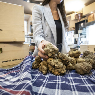 Il futuro del tartufo è nella terra: oltre 300mila ettari mappati per salvaguardare l’oro del Piemonte
