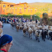 Il passaggio della transumanza a Garessio Il passaggio della transumanza a Garessio