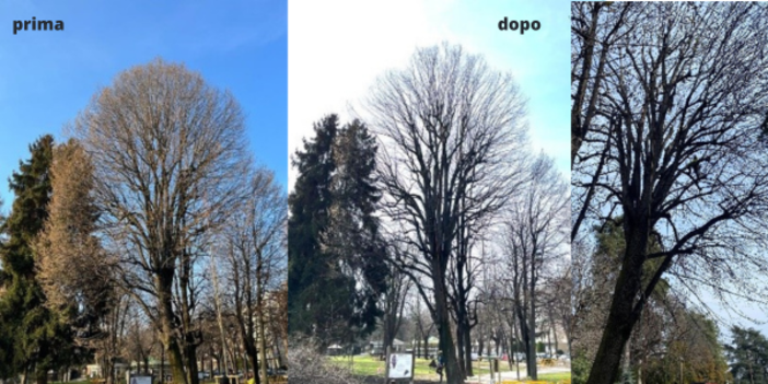 Cuneo: potatura in 'tree climbing' per un tiglio del viale degli Angeli