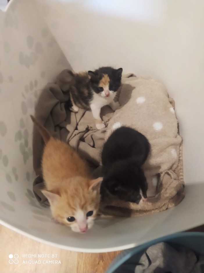 I tre gattini di poche settimane abbandonati in una scatola a Paesana
