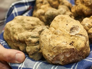 Foto Ente Fiera Internazionale del Tartufo Bianco d'Alba Foto Ente Fiera Internazionale del Tartufo Bianco d'Alba