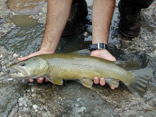 Stagione piscatoria 2026, la Provincia autorizza 15 immissioni per un totale di 7.679 kg di trote iridee sterili Stagione piscatoria 2026, la Provincia autorizza 15 immissioni per un totale di 7.679 kg di trote iridee sterili
