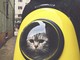 Trasportini per gatto: come scegliere il migliore per viaggi sicuri e confortevoli