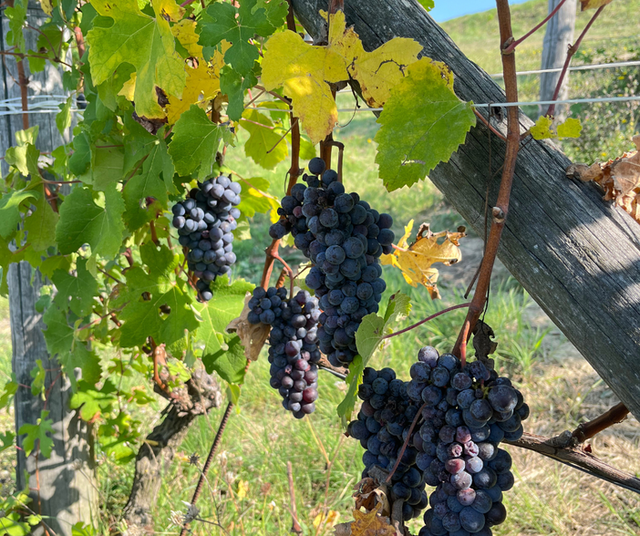 Vendemmia 2025: dal Barolo al Moscato, è un'annata di alta qualità