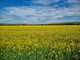 Un campo di colza tra Bra e Cherasco