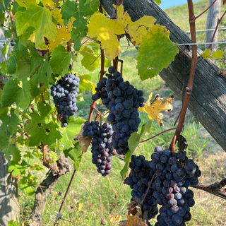 Vendemmia 2025: dal Barolo al Moscato, è un'annata di alta qualità