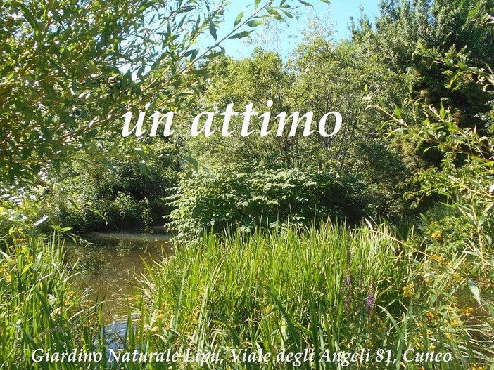 Cuneo, il Comune cerca un custode per il Giardino naturale di viale Angeli Cuneo, il Comune cerca un custode per il Giardino naturale di viale Angeli