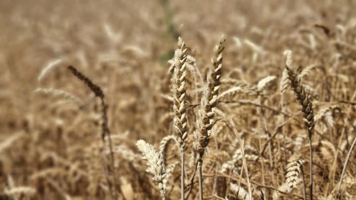 Un campo di grano alle porte di Bra Un campo di grano alle porte di Bra