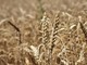 Un campo di grano alle porte di Bra Un campo di grano alle porte di Bra