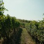 Vendemmia anticipata: il clima cambia il vino piemontese, le cooperative chiedono aiuti alla Regione Vendemmia anticipata: il clima cambia il vino piemontese, le cooperative chiedono aiuti alla Regione