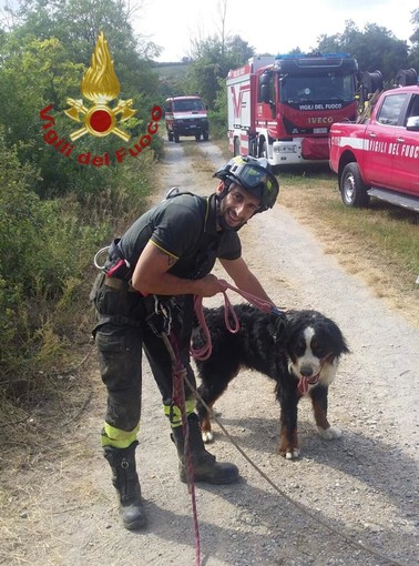 Cane cade nel Tanaro a Clavesana. Salvato dai vigili del fuoco