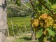 Vigneti, Cia Cuneo: "Bene la proroga delle autorizzazioni all’impianto che consente alle aziende di agire in tempo utile, evitando penalizzazioni" Vigneti, Cia Cuneo: "Bene la proroga delle autorizzazioni all’impianto che consente alle aziende di agire in tempo utile, evitando penalizzazioni"