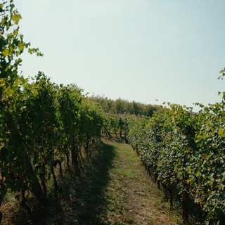 Vendemmia anticipata: il clima cambia il vino piemontese, le cooperative chiedono aiuti alla Regione