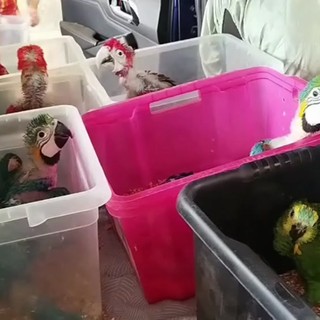 Oltre 70 pappagalli e 300 tartarughe stipati in un'auto, maxi sequestro in Sicilia