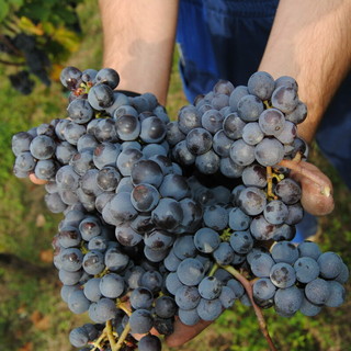 Prove in campo a Barolo, Coldiretti Cuneo porta l’innovazione tra i filari Prove in campo a Barolo, Coldiretti Cuneo porta l’innovazione tra i filari