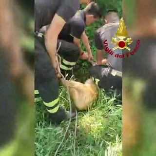 Capriolo cade in un canale a Udine, il salvataggio dei vigili del fuoco