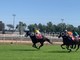 Capannelle, ripartono le corse dei cavalli allo storico ippodromo romano Capannelle, ripartono le corse dei cavalli allo storico ippodromo romano