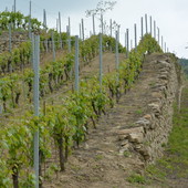 Il Dolcetto alla sbarra: a Diano d’Alba va in scena il “Processo dell’Anno” Il Dolcetto alla sbarra: a Diano d’Alba va in scena il “Processo dell’Anno”