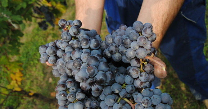 Langhe e Roero: vendemmia in anticipo, ma la qualità delle uve è ottima Langhe e Roero: vendemmia in anticipo, ma la qualità delle uve è ottima