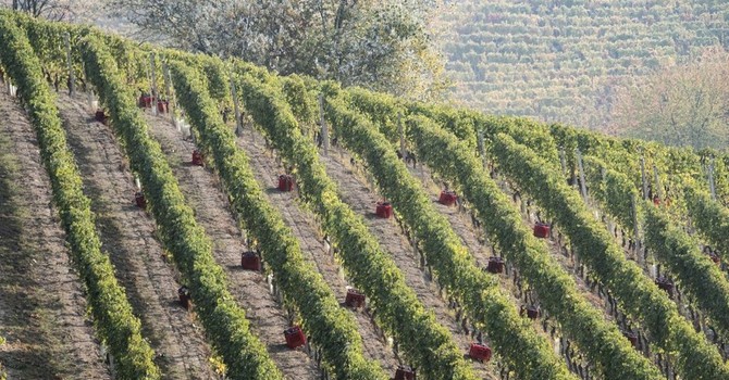 Dai caporali minacce al direttore Caritas, Cgil prende posizione: "Sfruttamento lavorativo ad Alba? E’ tutto alla luce del sole e ben visibile" Dai caporali minacce al direttore Caritas, Cgil prende posizione: "Sfruttamento lavorativo ad Alba? E’ tutto alla luce del sole e ben visibile"