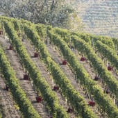 Immagine di repertorio