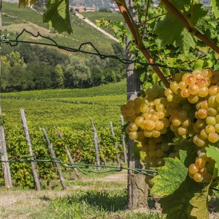 Vigneti, Cia Cuneo: "Bene la proroga delle autorizzazioni all’impianto che consente alle aziende di agire in tempo utile, evitando penalizzazioni"