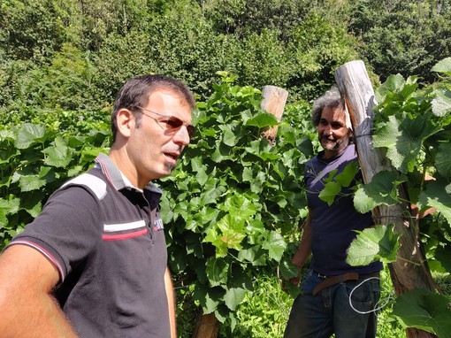 Vigne che resistono in alta Valla Varaita: a Sampeyre si prepara la prima vendemmia in quota [FOTO VIDEO]