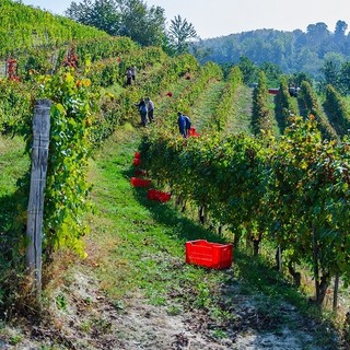 Vendemmia sulle colline delle Langhe Vendemmia sulle colline delle Langhe