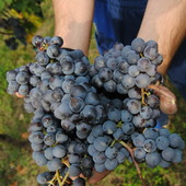 Langhe e Roero: vendemmia in anticipo, ma la qualità delle uve è ottima