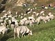 A Castelmagno la 5ª edizione di Caluma el Vache, l'evento di Confagricoltura che celebra la transumanza [VIDEO e FOTO]