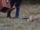 Volontari del CRAS di Bernezzo e vigili del fuoco di Dronero al salvataggio di una volpe caduta in un bacino (VIDEO)