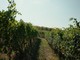 Vendemmia anticipata: il clima cambia il vino piemontese, le cooperative chiedono aiuti alla Regione Vendemmia anticipata: il clima cambia il vino piemontese, le cooperative chiedono aiuti alla Regione