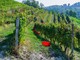 Vendemmia sulle colline delle Langhe Vendemmia sulle colline delle Langhe