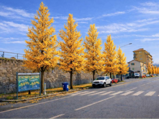 Saluzzo, nuova alberata di via Savigliano