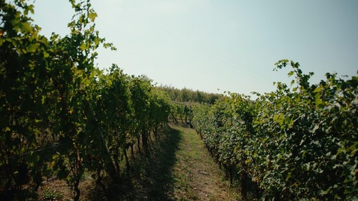 Vendemmia anticipata: il clima cambia il vino piemontese, le cooperative chiedono aiuti alla Regione Vendemmia anticipata: il clima cambia il vino piemontese, le cooperative chiedono aiuti alla Regione