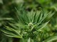 Cannabis light, Consiglio Stato accoglie ricorso: le aziende possono continuare a lavorare Cannabis light, Consiglio Stato accoglie ricorso: le aziende possono continuare a lavorare