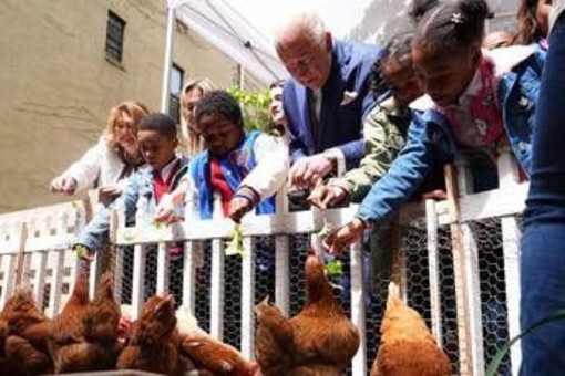 Reali e pollai, Carlo e Meghan: "I know my chickens" Reali e pollai, Carlo e Meghan: "I know my chickens"