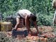 Crisi nei campi, lavoratori agricoli sempre più anziani e 1 su 2 è straniero