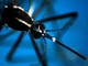 Dengue, in Italia casi salgono a 197 nel 2024: sono tutti importati