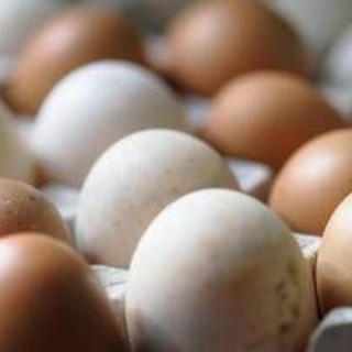 Epidemia di salmonella nel Regno Unito, 1 morto e oltre 200 casi: "Colpa delle uova importate" Epidemia di salmonella nel Regno Unito, 1 morto e oltre 200 casi: "Colpa delle uova importate"