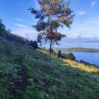 Mundys, Neya lancia in Cile nuovo progetto riforestazione di 170 ettari Mundys, Neya lancia in Cile nuovo progetto riforestazione di 170 ettari