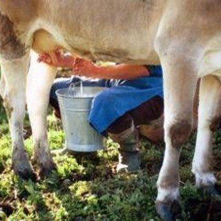 Formaggi a latte crudo, i benefici in un documento: "Troppo allarmismo"