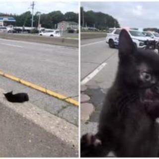 "C'è un gatto in autostrada", l'operazione di salvataggio (riuscita) a New York "C'è un gatto in autostrada", l'operazione di salvataggio (riuscita) a New York