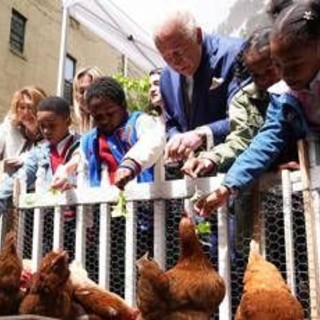 Reali e pollai, Carlo e Meghan: "I know my chickens" Reali e pollai, Carlo e Meghan: "I know my chickens"