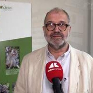 Sostenibilità, Rival (Cirad): "Con Trails integrazione tra foreste e palma da olio" Sostenibilità, Rival (Cirad): "Con Trails integrazione tra foreste e palma da olio"